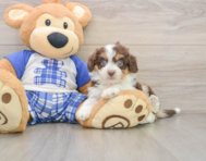 8 week old Mini Aussiedoodle Puppy For Sale - Florida Fur Babies