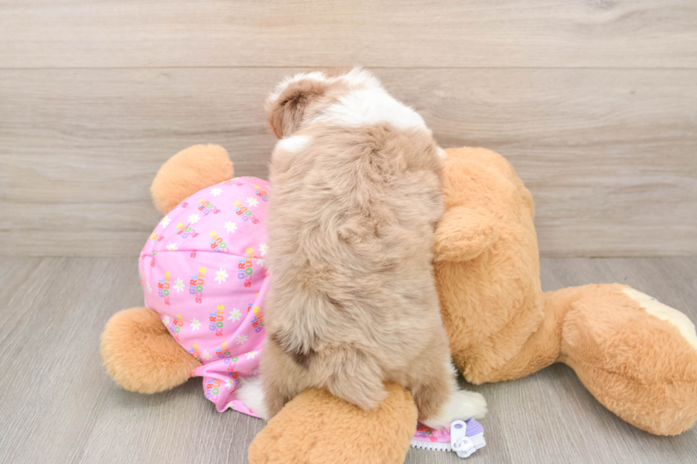 Mini Aussiedoodle Pup Being Cute