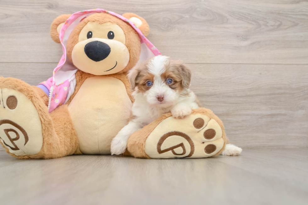 Adorable Aussiepoo Poodle Mix Puppy