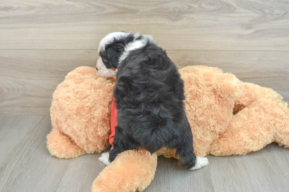 Playful Mini Aussiepoodle Poodle Mix Puppy