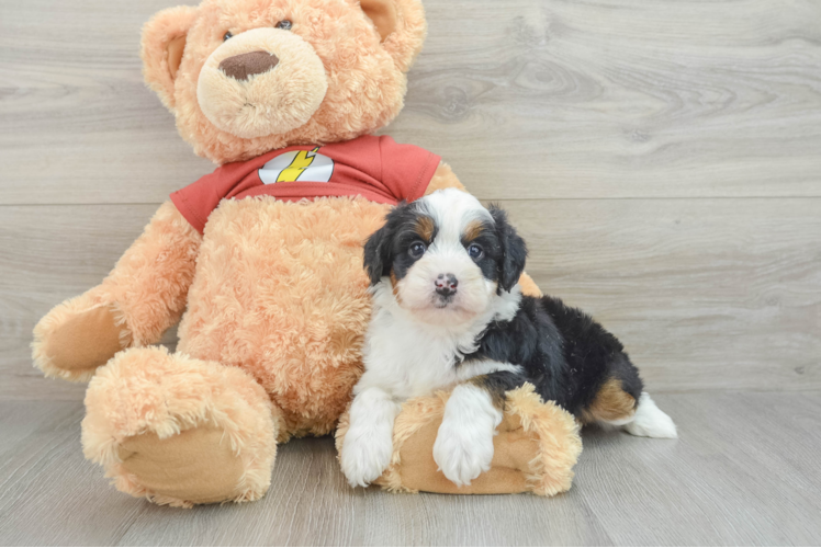 Mini Aussiedoodle Pup Being Cute