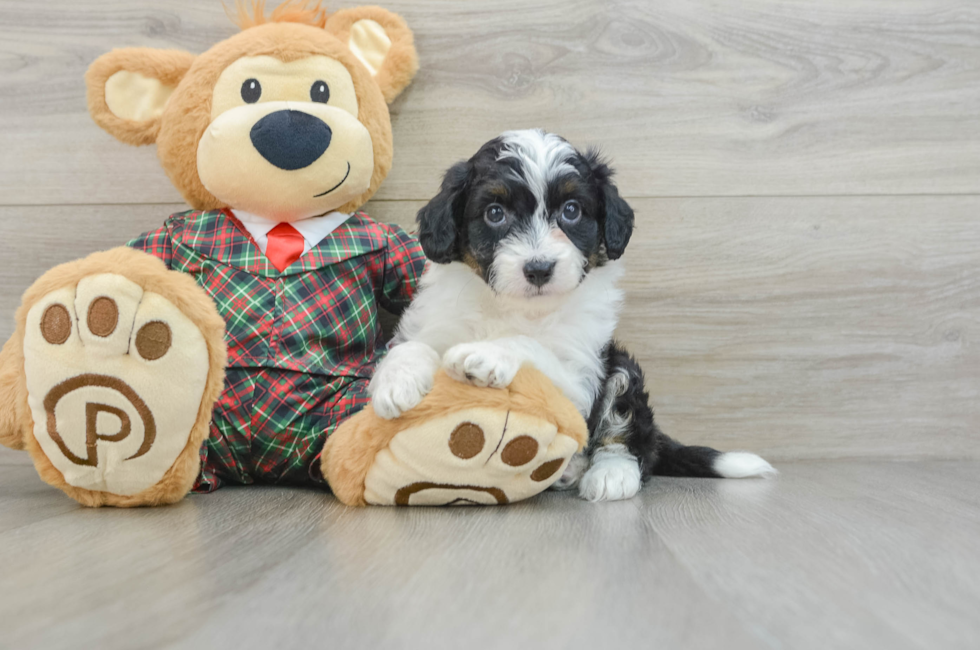 5 week old Mini Aussiedoodle Puppy For Sale - Florida Fur Babies