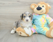 7 week old Mini Aussiedoodle Puppy For Sale - Florida Fur Babies