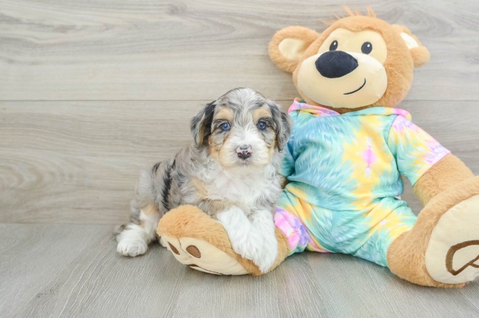 7 week old Mini Aussiedoodle Puppy For Sale - Florida Fur Babies