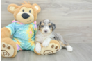 Mini Aussiedoodle Puppy for Adoption