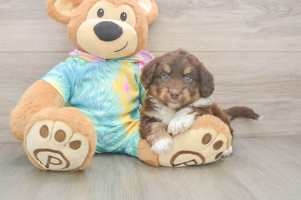 5 week old Mini Aussiedoodle Puppy For Sale - Florida Fur Babies