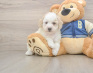 7 week old Mini Aussiedoodle Puppy For Sale - Florida Fur Babies