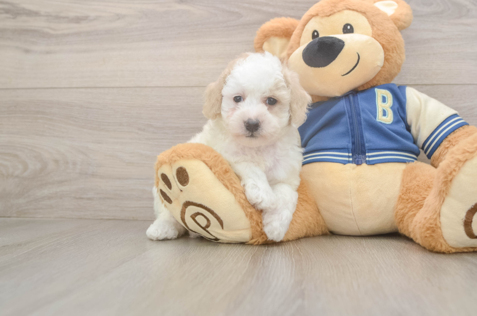 5 week old Mini Aussiedoodle Puppy For Sale - Florida Fur Babies
