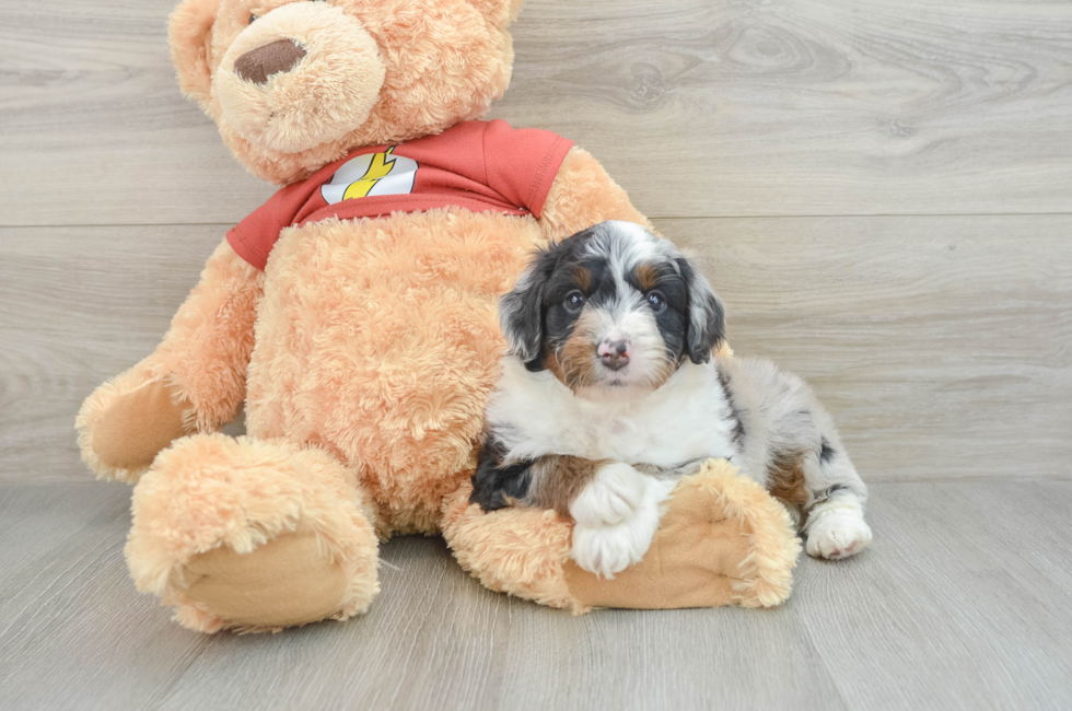 7 week old Mini Aussiedoodle Puppy For Sale - Florida Fur Babies