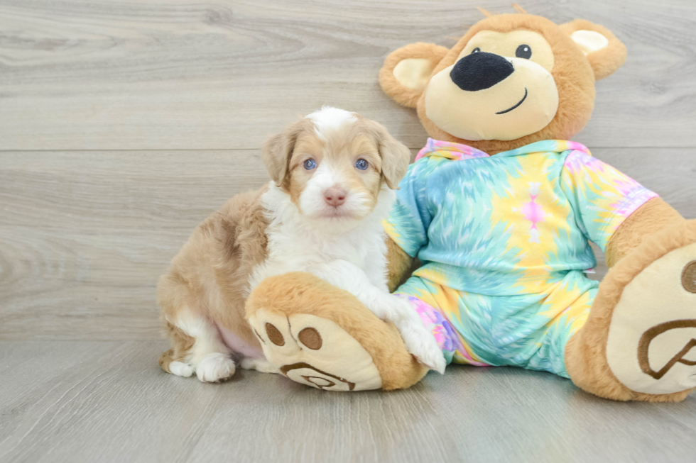 Best Mini Aussiedoodle Baby