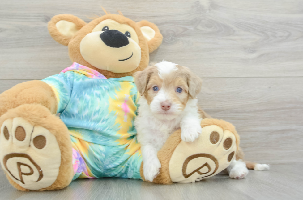 5 week old Mini Aussiedoodle Puppy For Sale - Florida Fur Babies