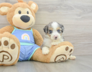 8 week old Mini Aussiedoodle Puppy For Sale - Florida Fur Babies