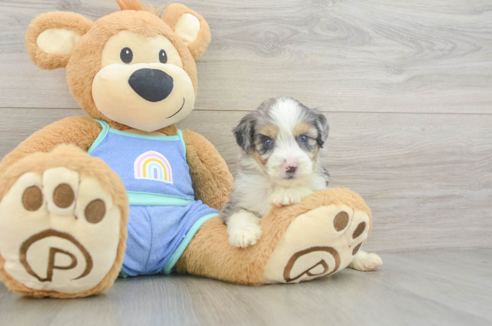 5 week old Mini Aussiedoodle Puppy For Sale - Florida Fur Babies