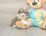 8 week old Mini Aussiedoodle Puppy For Sale - Florida Fur Babies