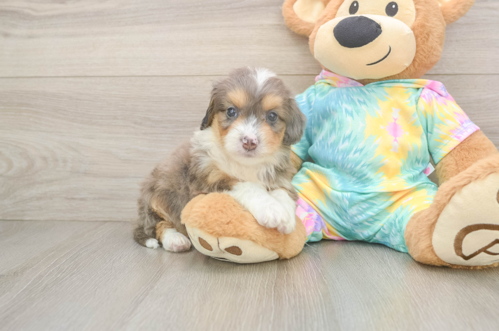 5 week old Mini Aussiedoodle Puppy For Sale - Florida Fur Babies