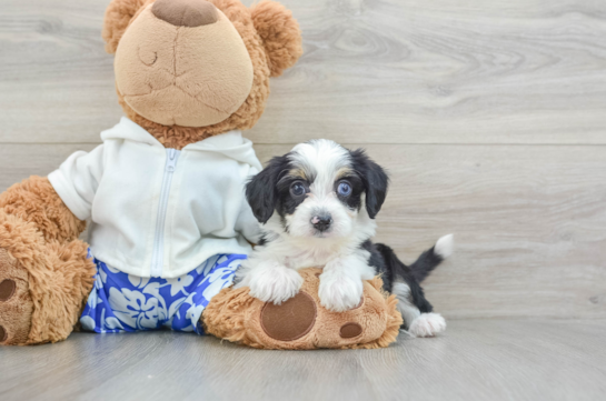 Little Mini Aussiepoo Poodle Mix Puppy