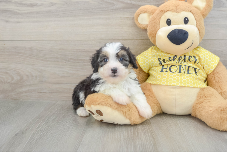 Mini Aussiedoodle Puppy for Adoption