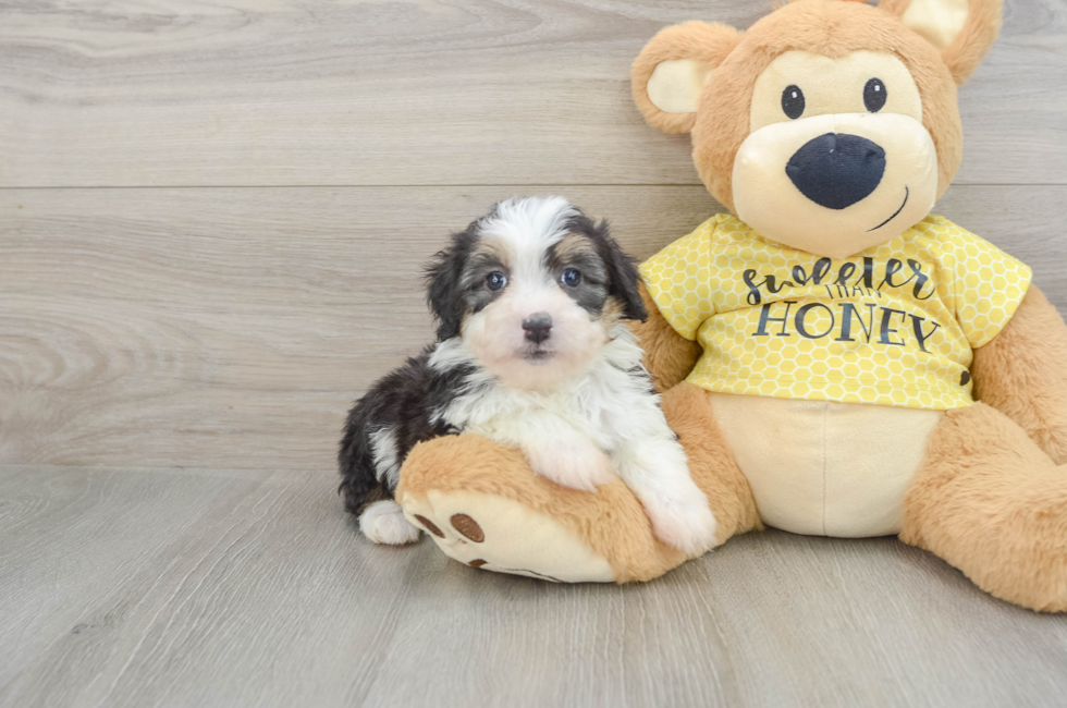 6 week old Mini Aussiedoodle Puppy For Sale - Florida Fur Babies
