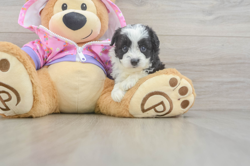 5 week old Mini Aussiedoodle Puppy For Sale - Florida Fur Babies