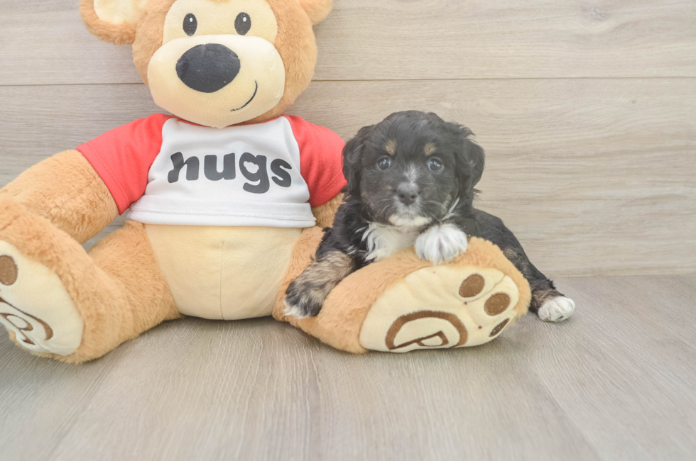 5 week old Mini Aussiedoodle Puppy For Sale - Florida Fur Babies