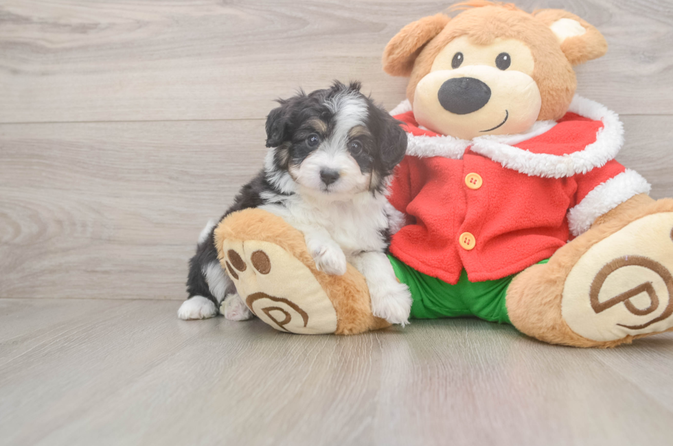 5 week old Mini Aussiedoodle Puppy For Sale - Florida Fur Babies