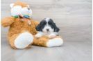 Meet Cardi - our Mini Aussiedoodle Puppy Photo 2/3 - Florida Fur Babies