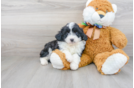 Meet Cardi - our Mini Aussiedoodle Puppy Photo 1/3 - Florida Fur Babies