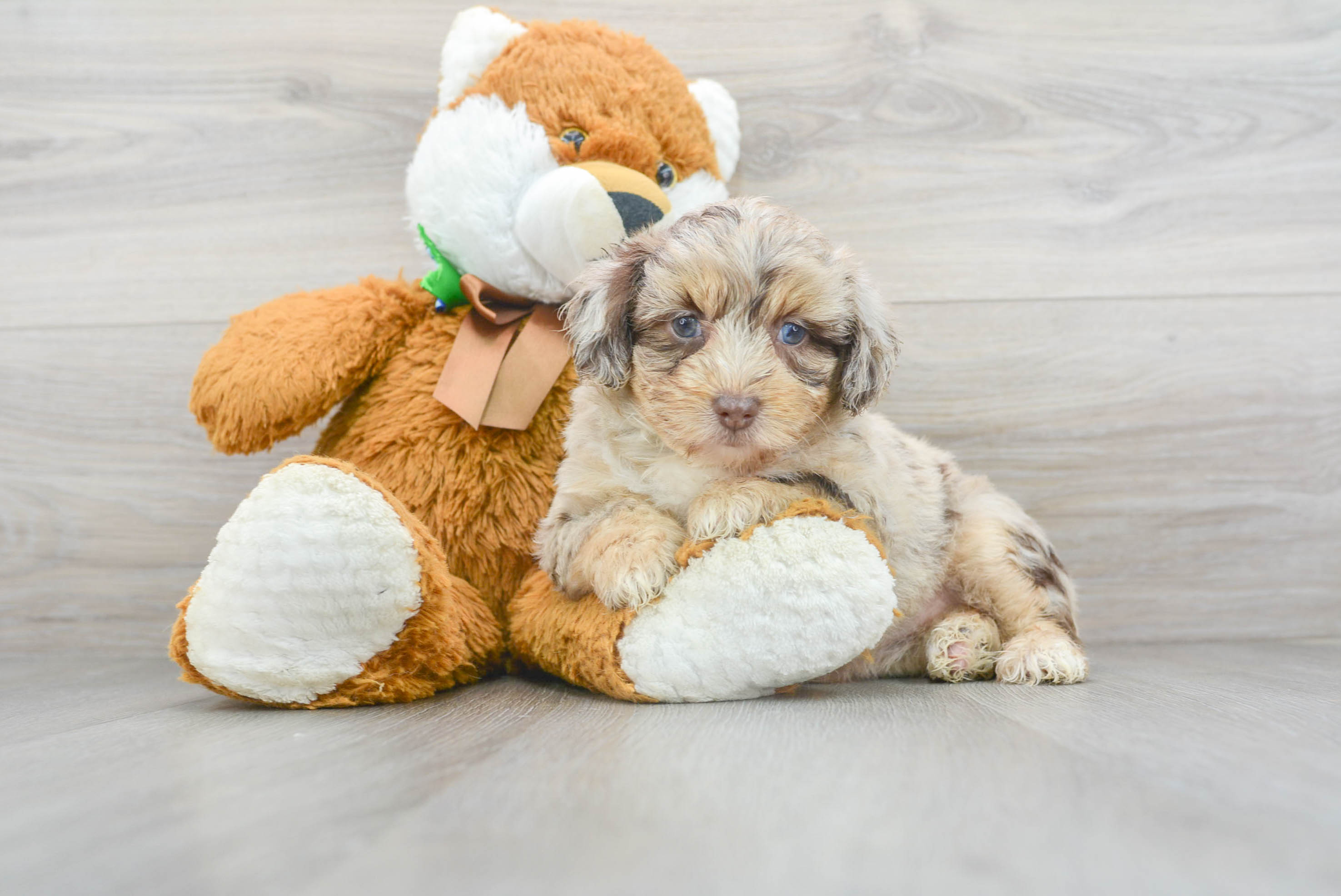 Cute Aussiepoo Poodle Mix Puppy