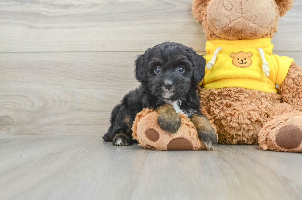 7 week old Mini Aussiedoodle Puppy For Sale - Florida Fur Babies
