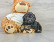 8 week old Mini Aussiedoodle Puppy For Sale - Florida Fur Babies