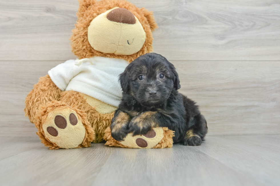 7 week old Mini Aussiedoodle Puppy For Sale - Florida Fur Babies