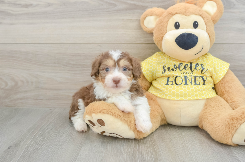 6 week old Mini Aussiedoodle Puppy For Sale - Florida Fur Babies