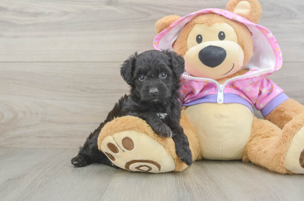 5 week old Mini Aussiedoodle Puppy For Sale - Florida Fur Babies