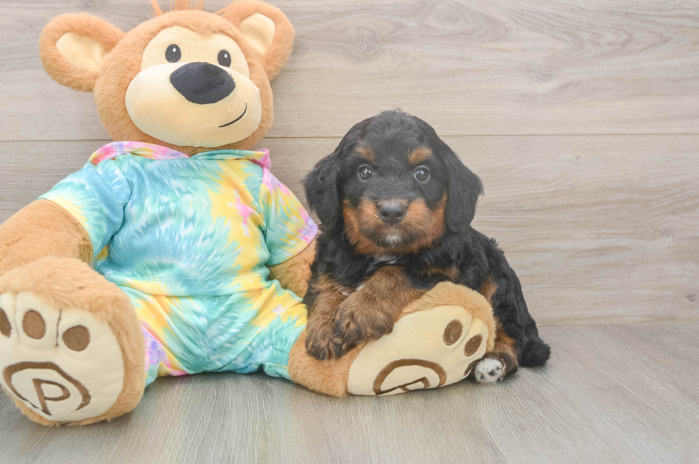 5 week old Mini Aussiedoodle Puppy For Sale - Florida Fur Babies