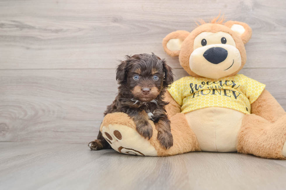 Funny Mini Aussiedoodle Poodle Mix Pup