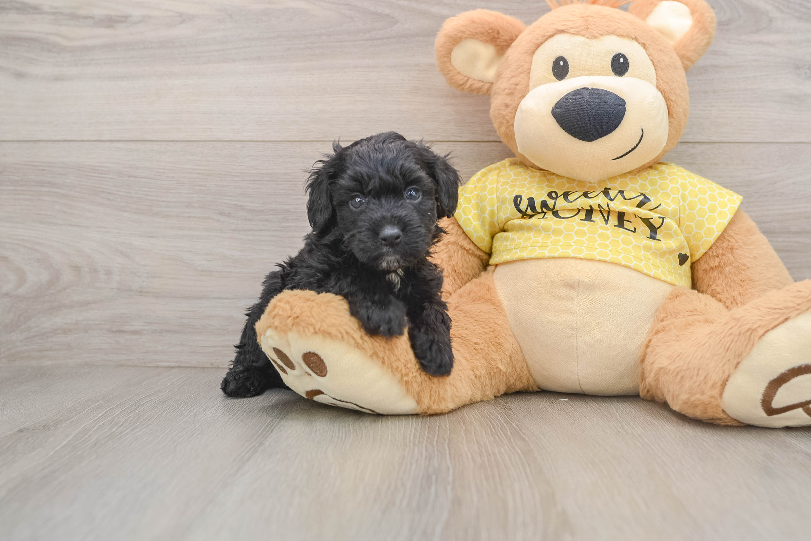 Mini Aussiedoodle Pup Being Cute