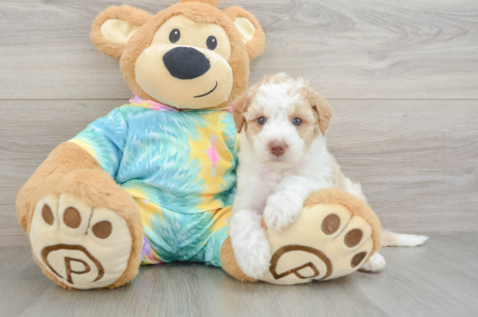 5 week old Mini Aussiedoodle Puppy For Sale - Florida Fur Babies