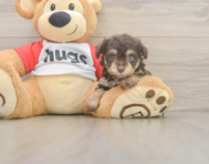 7 week old Mini Aussiedoodle Puppy For Sale - Florida Fur Babies