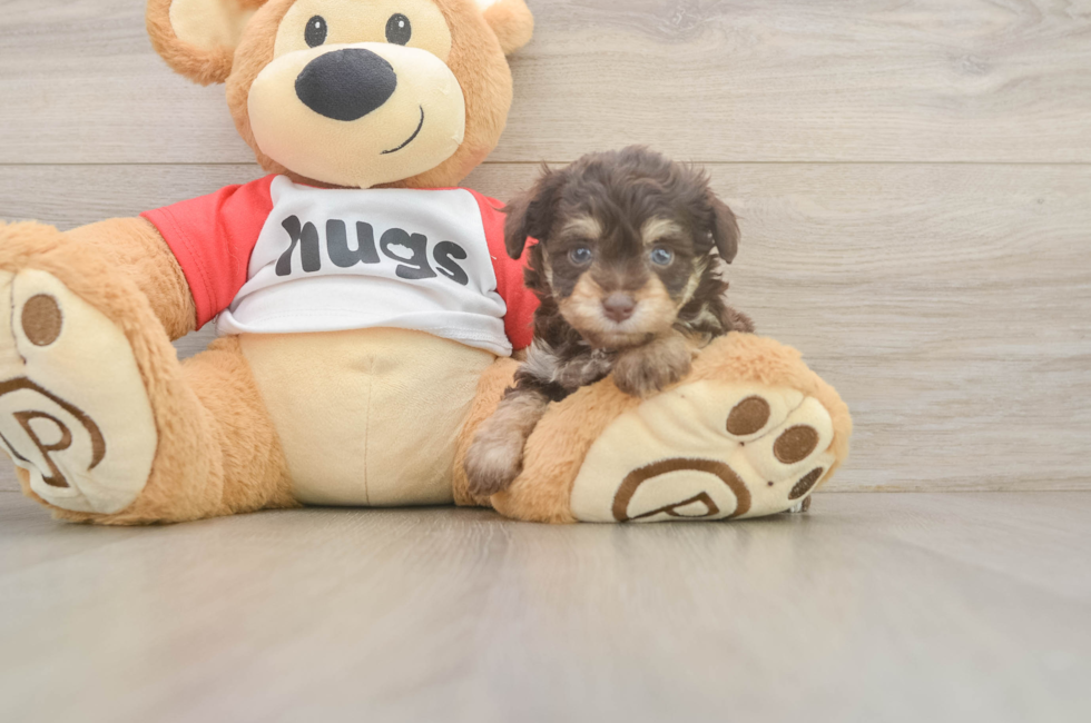 5 week old Mini Aussiedoodle Puppy For Sale - Florida Fur Babies