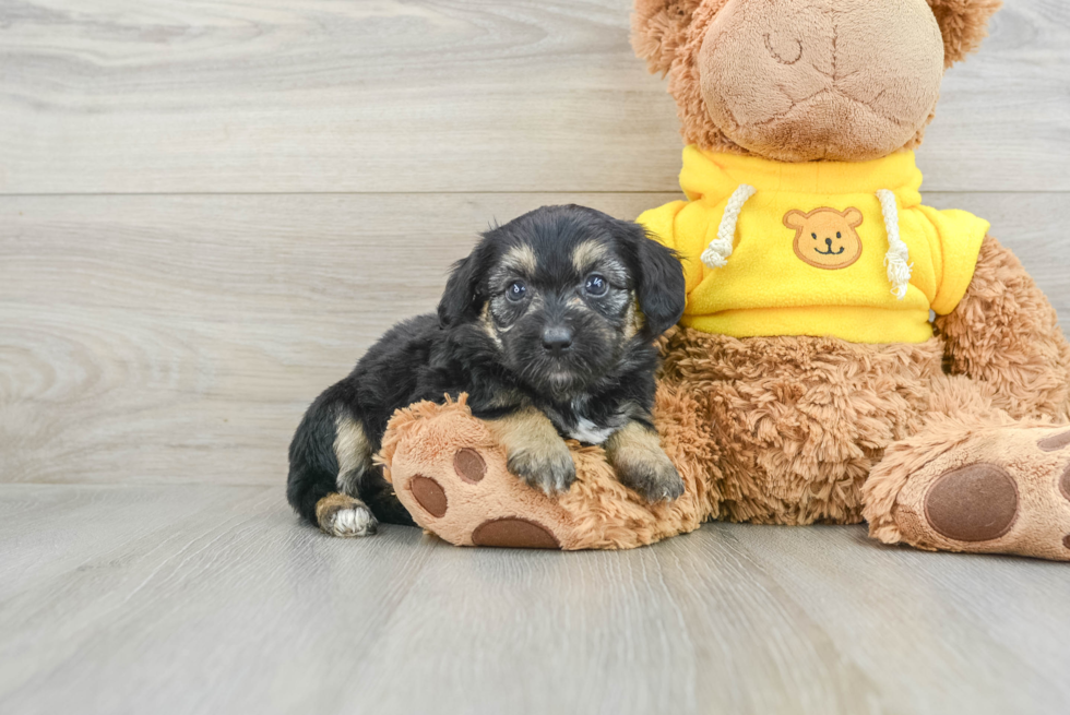 Mini Aussiedoodle Pup Being Cute