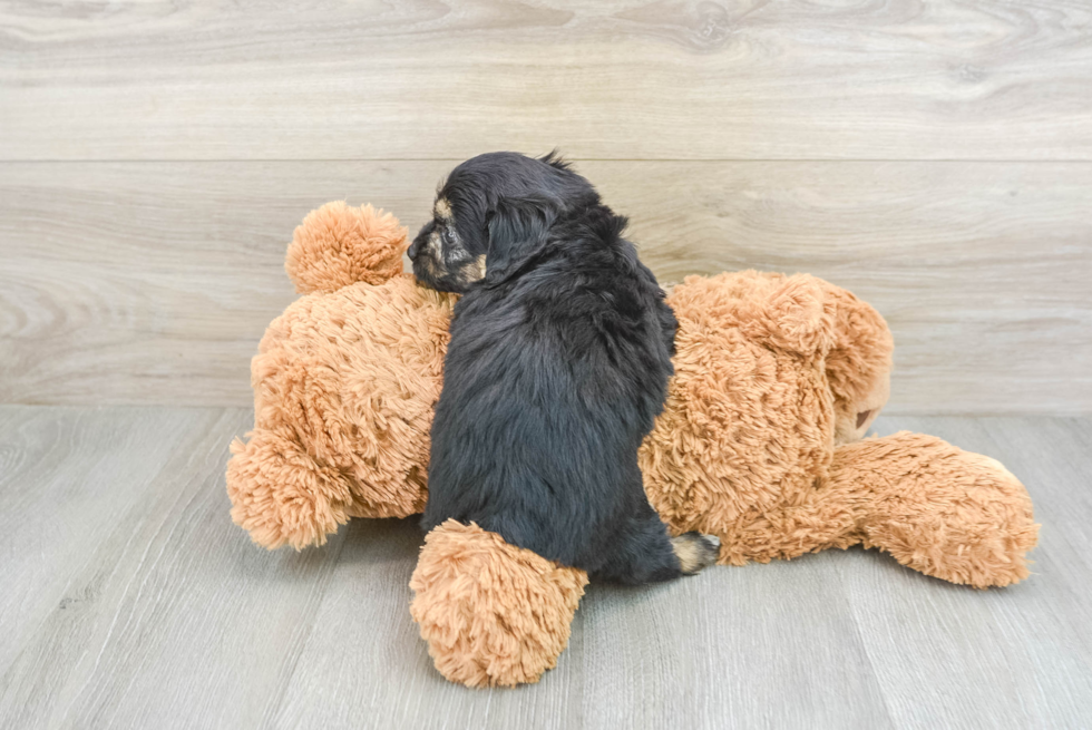 Best Mini Aussiedoodle Baby