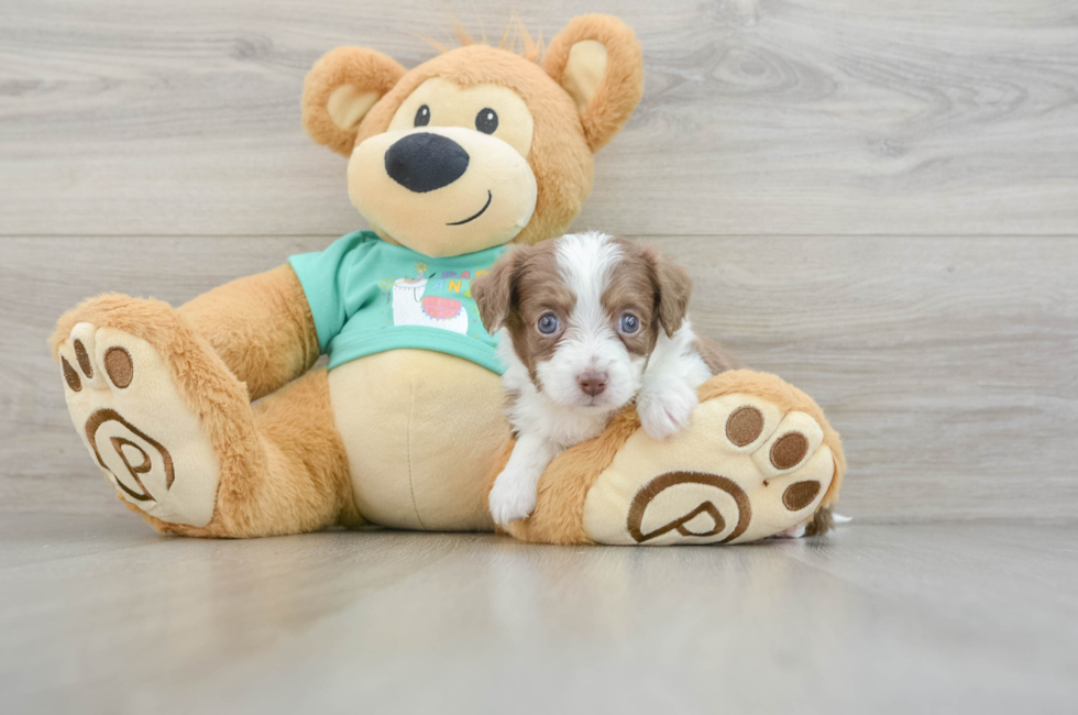 5 week old Mini Aussiedoodle Puppy For Sale - Florida Fur Babies