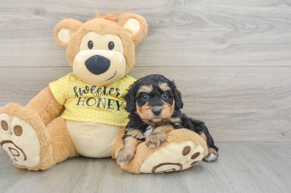 6 week old Mini Aussiedoodle Puppy For Sale - Florida Fur Babies