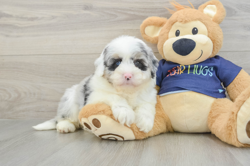 5 week old Mini Aussiedoodle Puppy For Sale - Florida Fur Babies