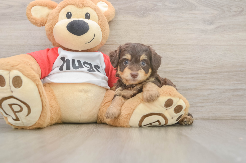 5 week old Mini Aussiedoodle Puppy For Sale - Florida Fur Babies