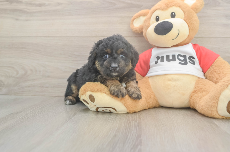 5 week old Mini Aussiedoodle Puppy For Sale - Florida Fur Babies