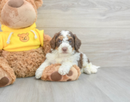 10 week old Mini Aussiedoodle Puppy For Sale - Florida Fur Babies
