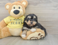 8 week old Mini Aussiedoodle Puppy For Sale - Florida Fur Babies