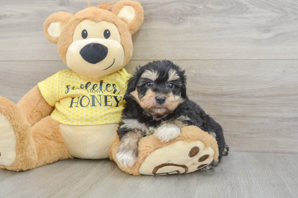6 week old Mini Aussiedoodle Puppy For Sale - Florida Fur Babies