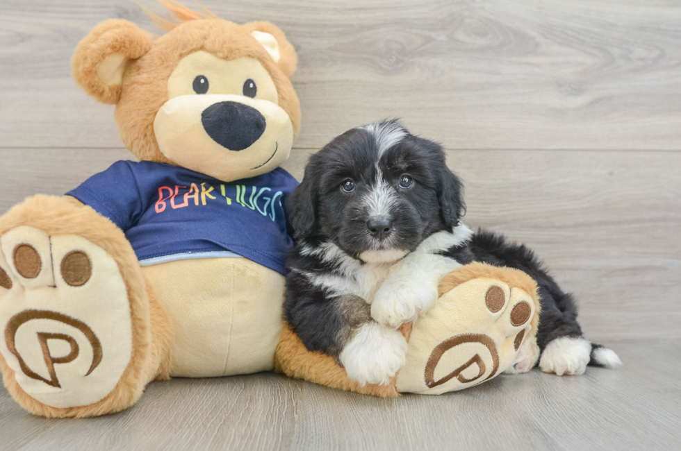 5 week old Mini Aussiedoodle Puppy For Sale - Florida Fur Babies